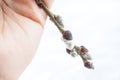 Sprig of blooming willow in a female hand on a background of nature. Royalty Free Stock Photo