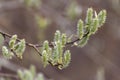 The sprig of a blooming willow large