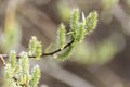 The sprig of a blooming willow large