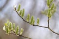 The sprig of a blooming willow large