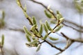 The sprig of a blooming willow large