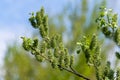 The sprig of a blooming willow large