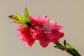 Sprig of a blossoming tree in spring