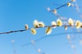 Sprig of blossoming willow against the blue sky in the spring for Easter. Royalty Free Stock Photo
