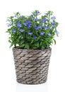 A sprig of blue lobelia in pot, Royalty Free Stock Photo