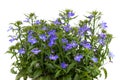 A sprig of blue lobelia Royalty Free Stock Photo