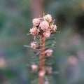 A sprig of blue spruce with buds blossoming