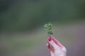 Sprig of blueberries in the fingers of the girl