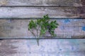 A sprig of blueberries with green leaves and ripe blueberries lies on an old textured wooden table with cracked paint.