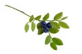 Sprig of blueberries Royalty Free Stock Photo