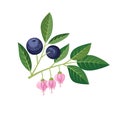 Sprig of blueberries on a white background. Royalty Free Stock Photo