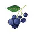 Sprig of blueberries on a white background. Royalty Free Stock Photo