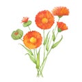 Sprig of calendula