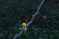 Sprig of Camel Thorn Vachellia Erioloba Mimosa Farnesiana with yellow flowers close up on a background of green leaves Royalty Free Stock Photo