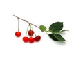 A sprig of cherry with berries on a white background Royalty Free Stock Photo
