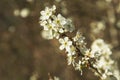 A sprig of a cherry blossom on a brown background Royalty Free Stock Photo