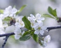 Sprig of cherry blossoms