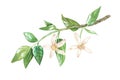 A sprig of citrus flowers. White buds of lemon, orange, bergamot, mandarin, lime. Watercolor illustration. Isolated on a Royalty Free Stock Photo