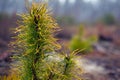 Sprig of coniferous evergreen pine on blurred forest background with dew drops on needles.close-up