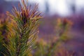 Sprig of coniferous evergreen pine on blurred forest background with dew drops on needles.close-up