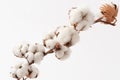 A sprig of cotton on white background