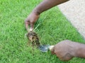 A sprig of crabgrass being dug up Royalty Free Stock Photo