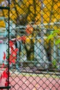 A sprig of creeper crawling along a mesh fence