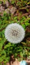 a sprig of dandelions. Sadnes. White Royalty Free Stock Photo