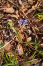 A sprig with delicate blue petals grows in a meadow with dry leaves