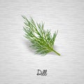 Sprig of dill illustration