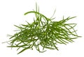 Sprig of dill isolated Royalty Free Stock Photo