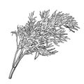 A sprig of dill isolated on a white background. Herbes de Provence.Fennel. Flavorful seasonings and spices. vector