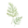 Sprig of dill