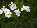 Sprig of dogwood