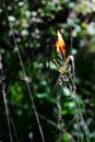 A sprig of dry grass caught fire in a forest.