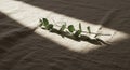 A sprig of Eucalyptus (Eucalyptus spp.) lies on a textured, beige fabric surface, bathed Royalty Free Stock Photo