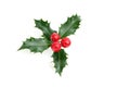 Sprig of European holly