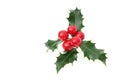 Sprig of European holly