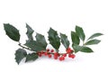 The sprig of European holly (Ilex aquifolium)