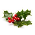 Sprig of European holly isolated