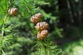 Sprig of European Larch Larix decidua with pine cones on blurred background