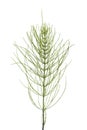 Sprig of field horsetail Royalty Free Stock Photo