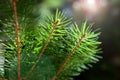A sprig of fir-tree