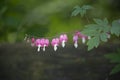 A sprig of Flower Broken heart after the rain. Blooming Bush in the garden. Dicentra Royalty Free Stock Photo