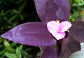 The sprig flower is purple in winter outdoors