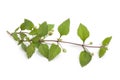 Sprig of flowering aztec sweet herb