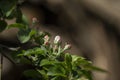 Sprig flowering fluffy rosebuds and tender green leaves apple tree in the spring garden. Blurred background