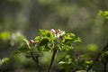 Sprig flowering fluffy rosebuds and tender green leaves apple tree in the spring garden. Blurred garden background