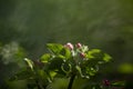 Sprig flowering fluffy rosebuds and tender green leaves apple tree in the spring garden. Blurred green background