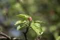 Sprig flowering fluffy rosebuds and tender green leaves apple tree in the spring garden